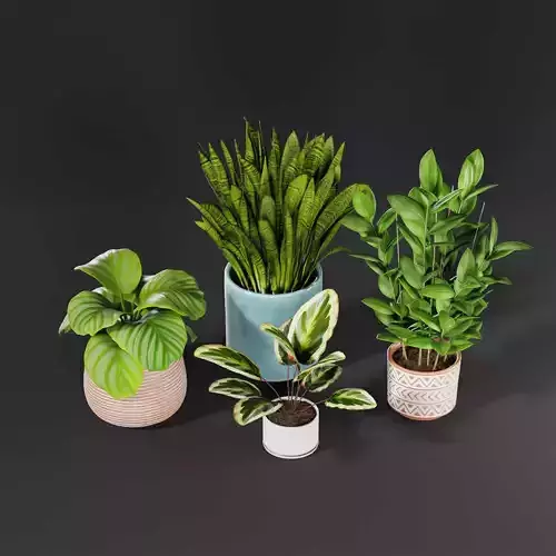 Indoor plant collection 22