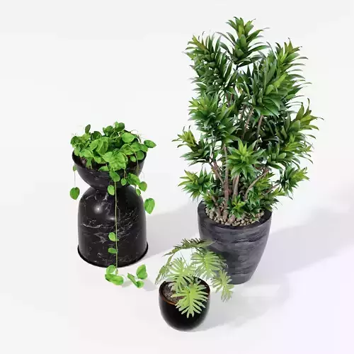 Indoor plant collection 14