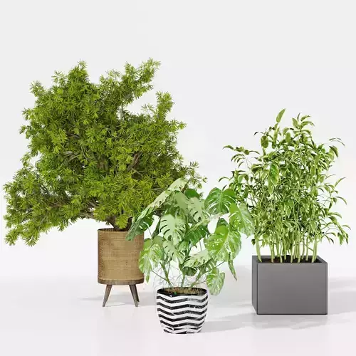 Indoor plant collection 15