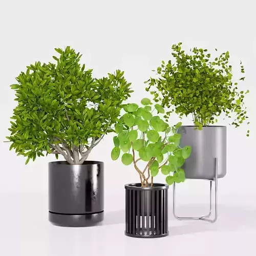 Indoor plant collection 16