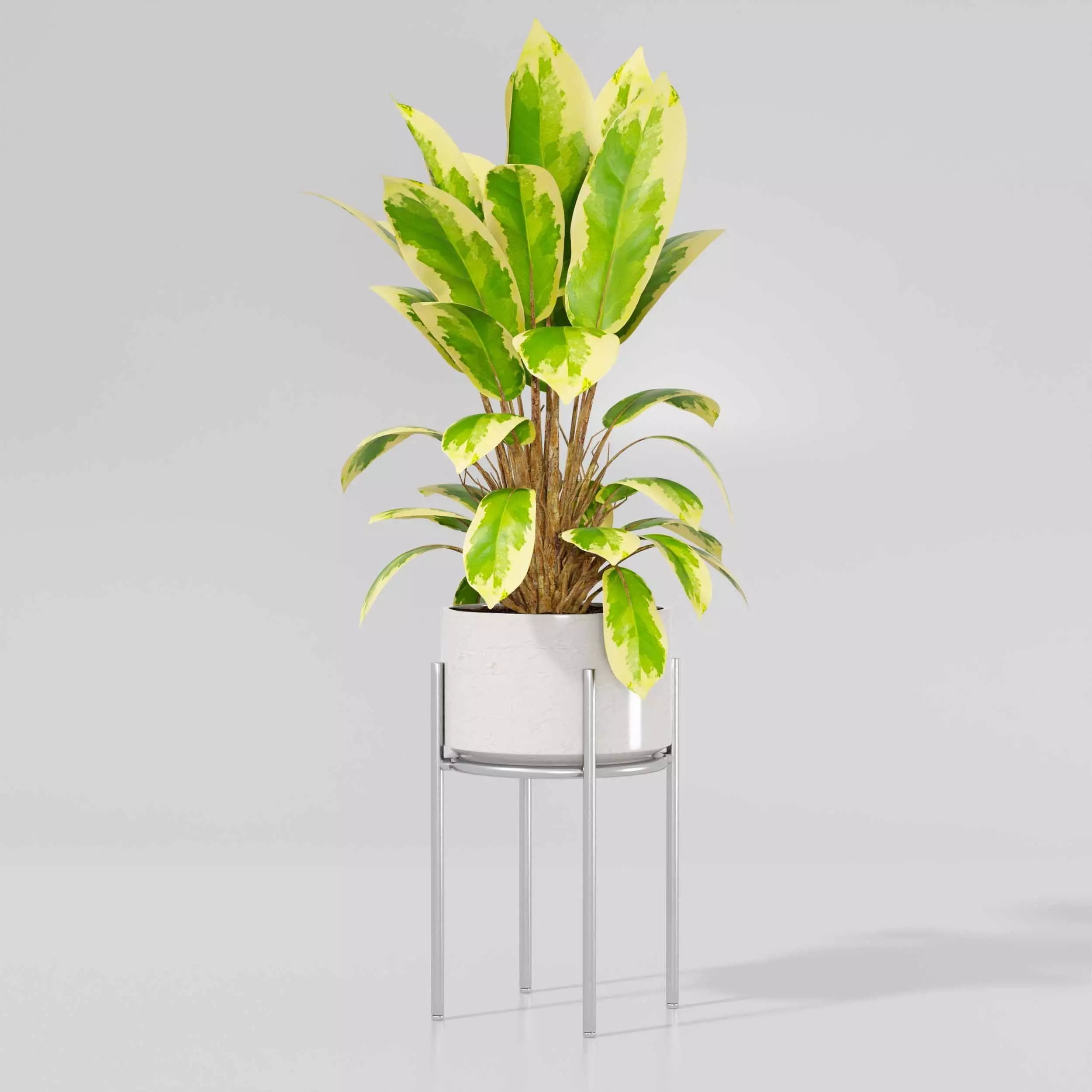 Indoor plant collection 17 3D model_4