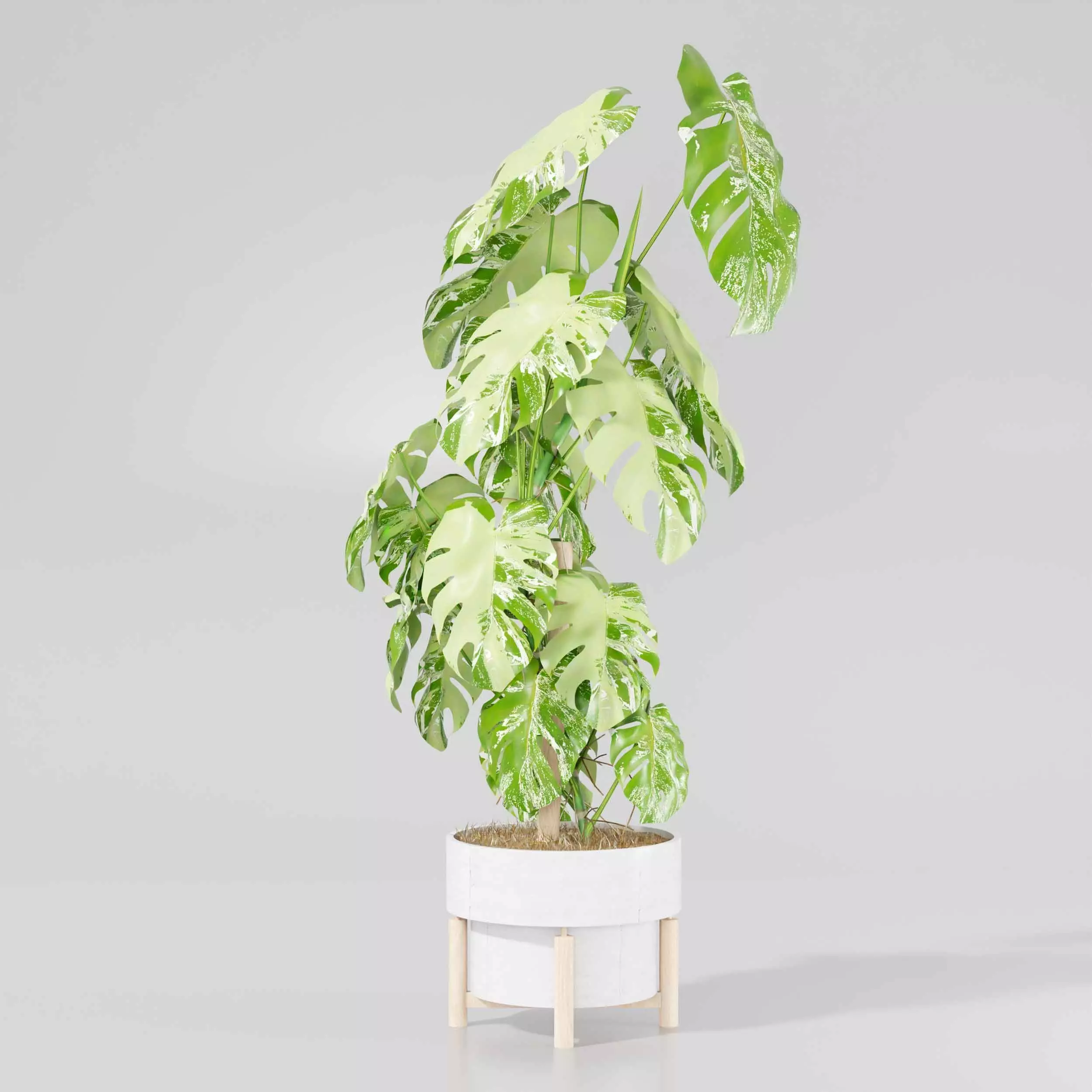 Indoor plant collection 17 3D model_2