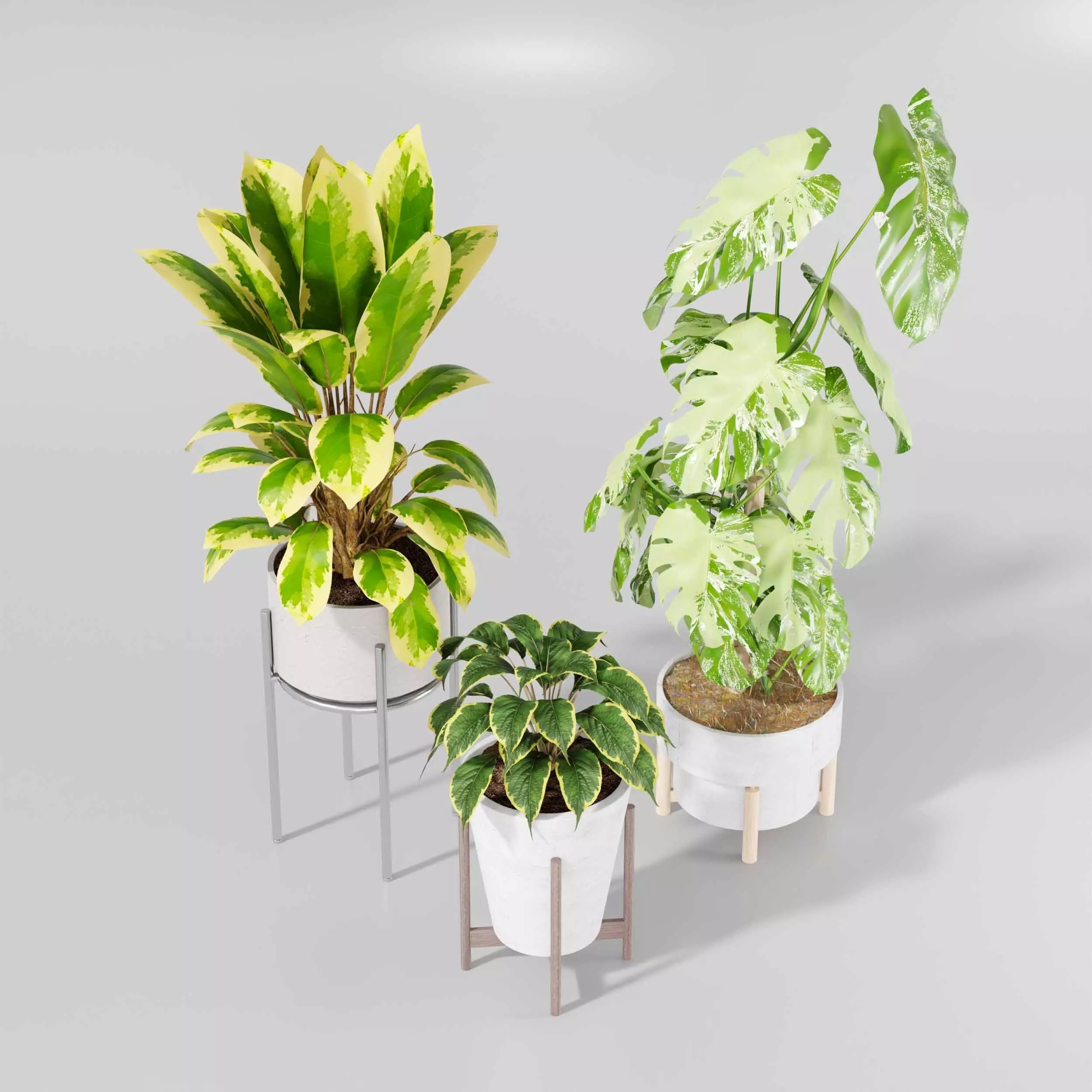 Indoor plant collection 17 3D model_1