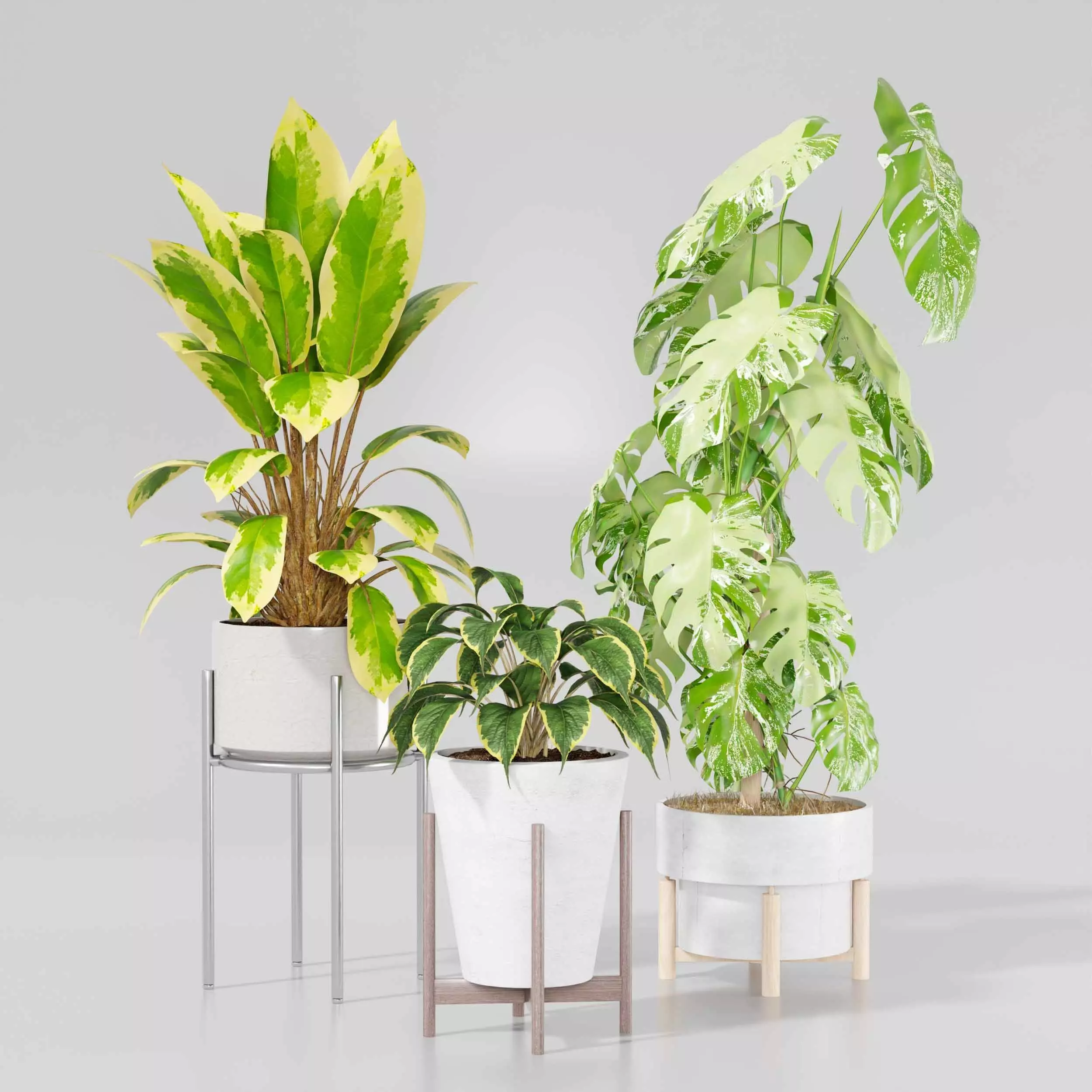 Indoor plant collection 17 3D model_0