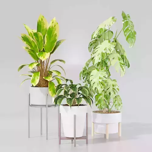 Indoor plant collection 17