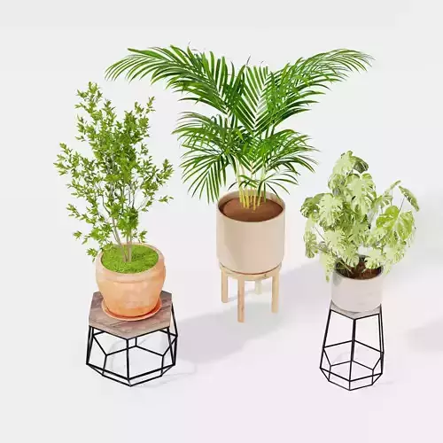 Indoor plant collection 18