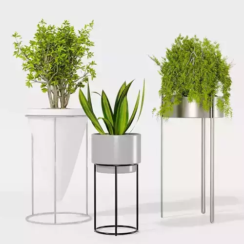 Indoor plant collection 19