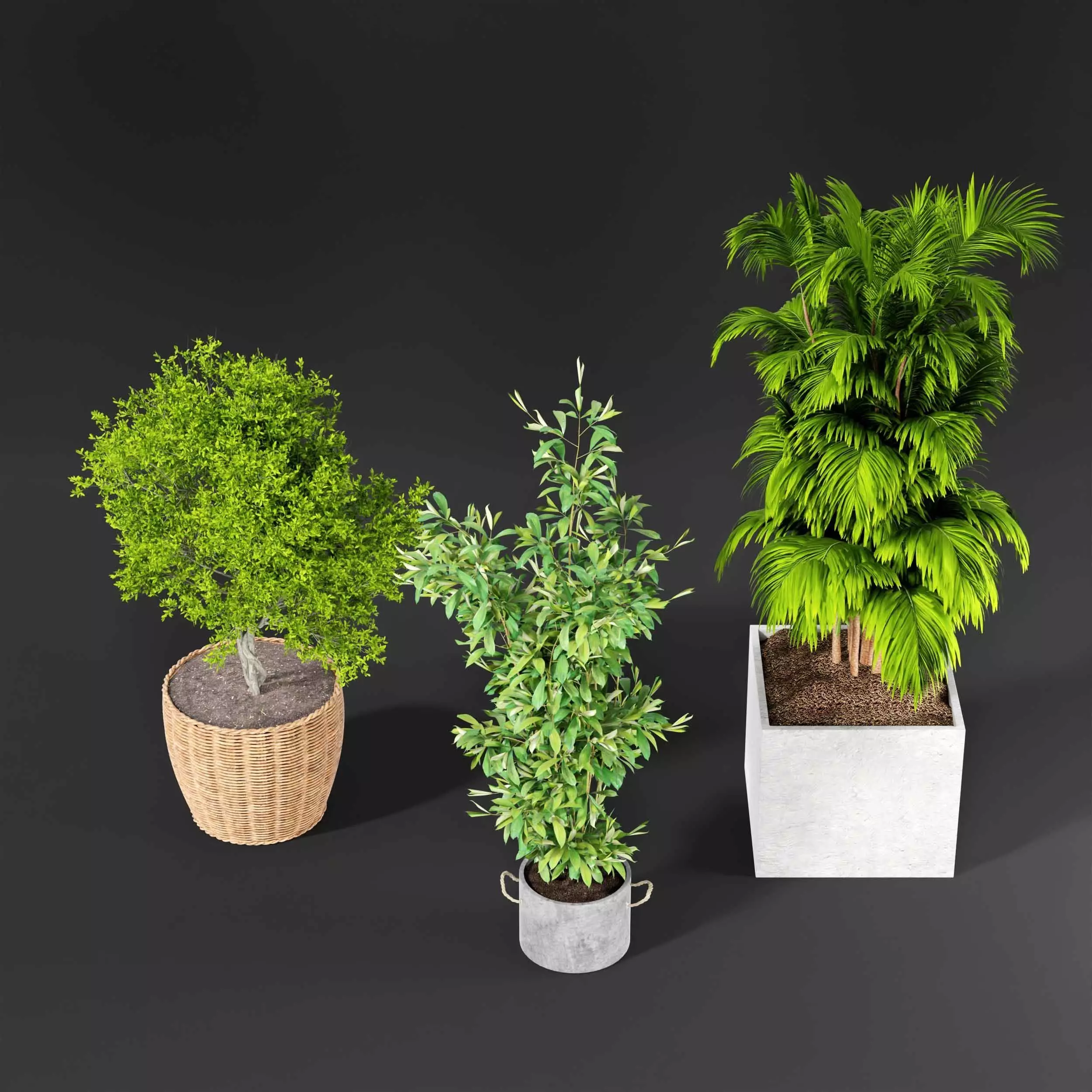 Indoor plant collection 20 3D model_0