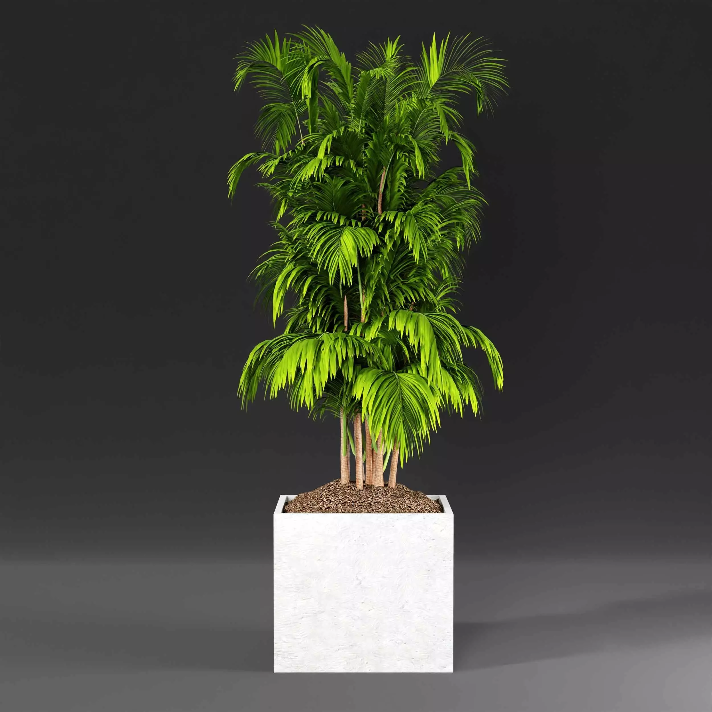 Indoor plant collection 20 3D model_4