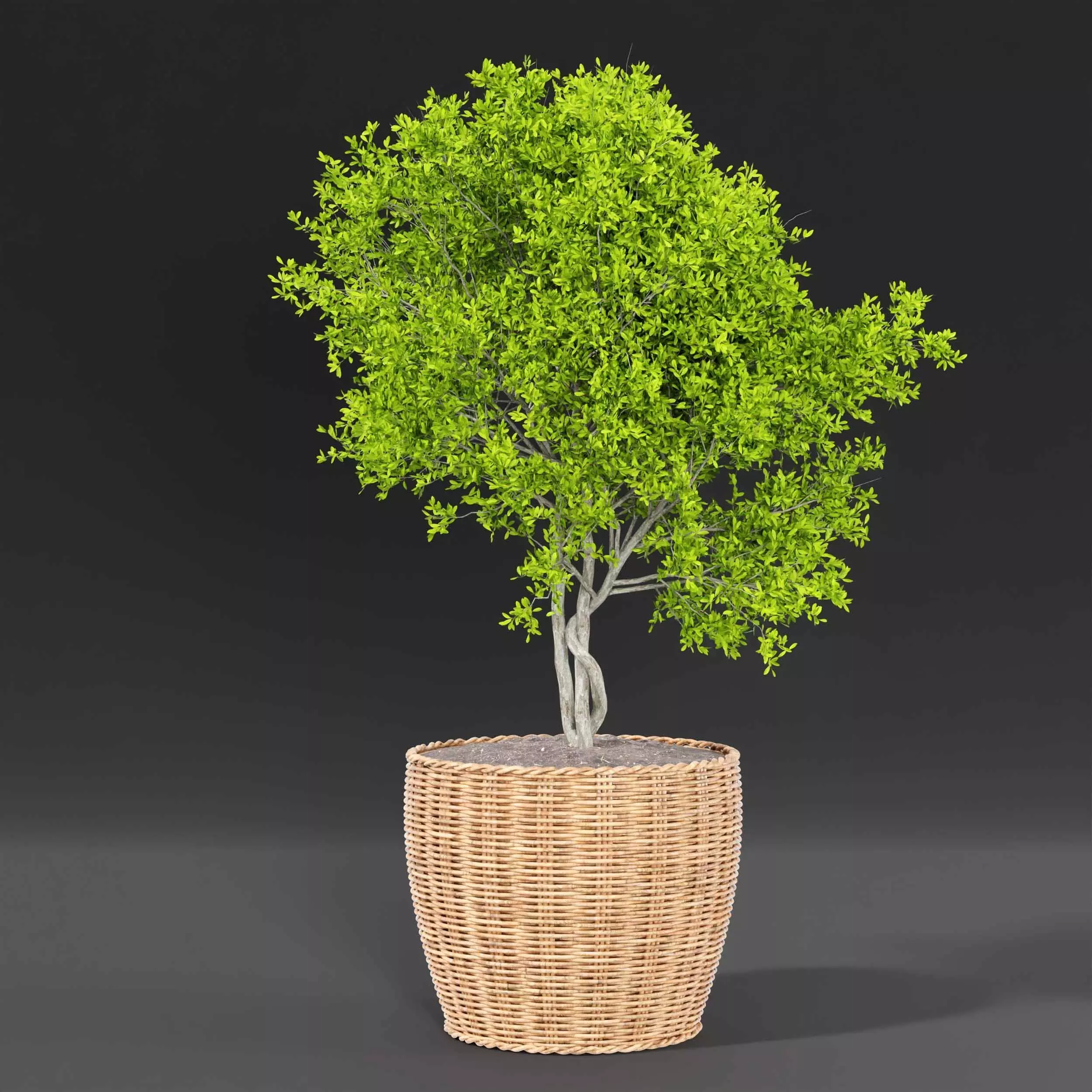 Indoor plant collection 20 3D model_2