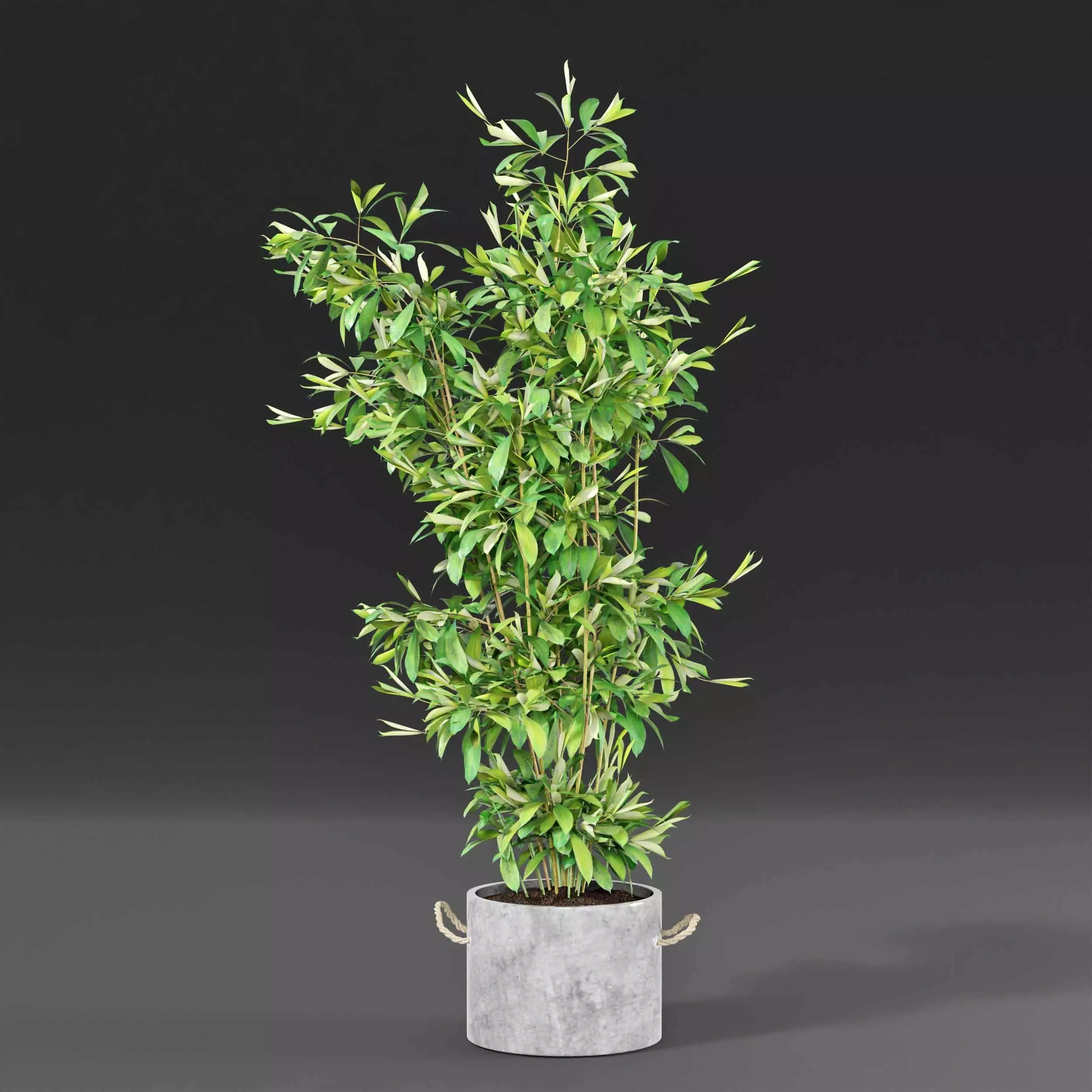 Indoor plant collection 20 3D model_3