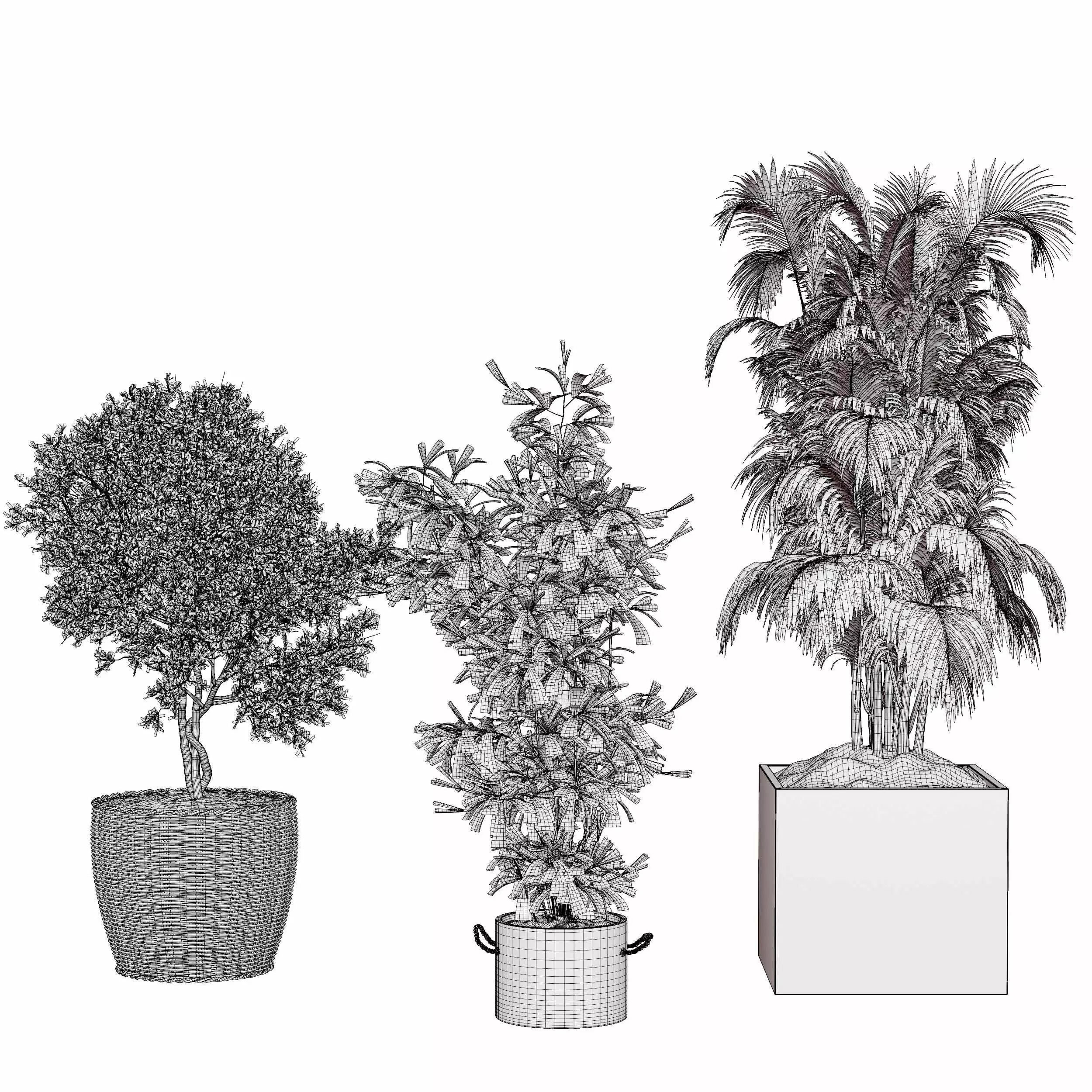 Indoor plant collection 20 3D model_5