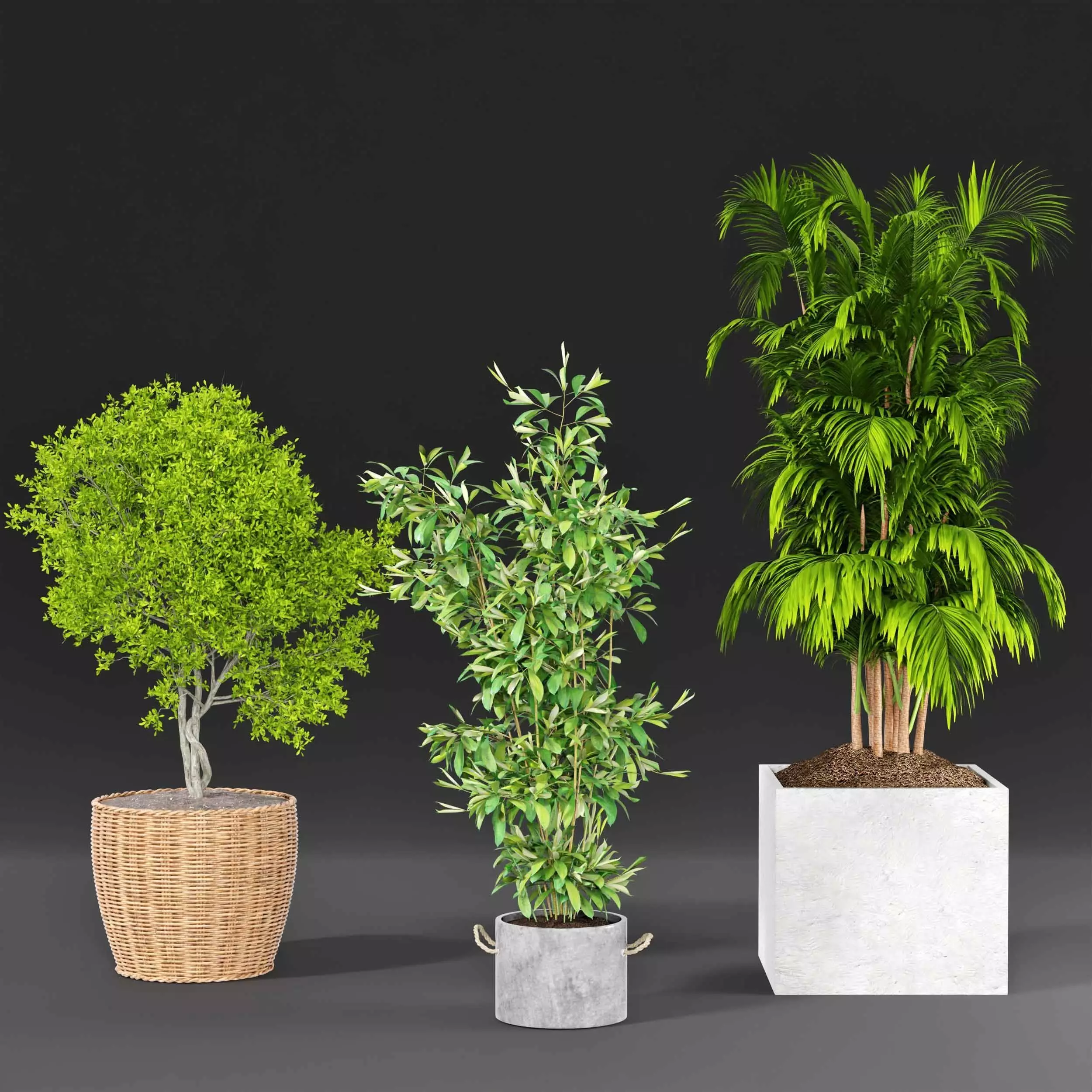 Indoor plant collection 20 3D model_1