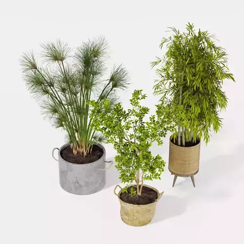 Indoor plant collection 21