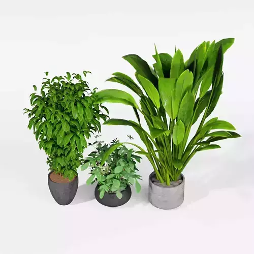 Indoor plant collection 23