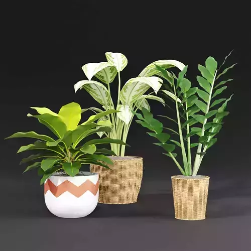 Indoor plant collection 26