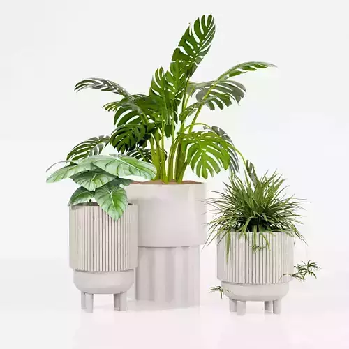 Indoor plant collection 27