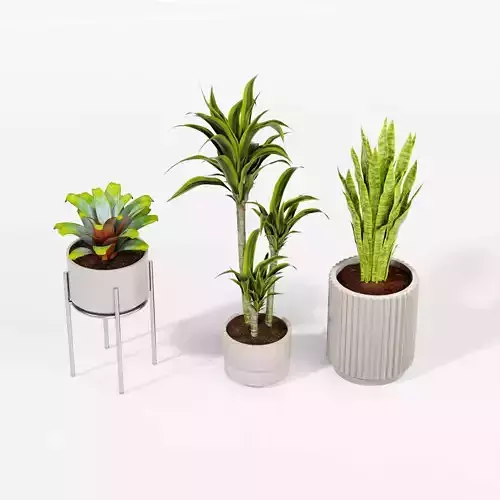 Indoor plant collection 30