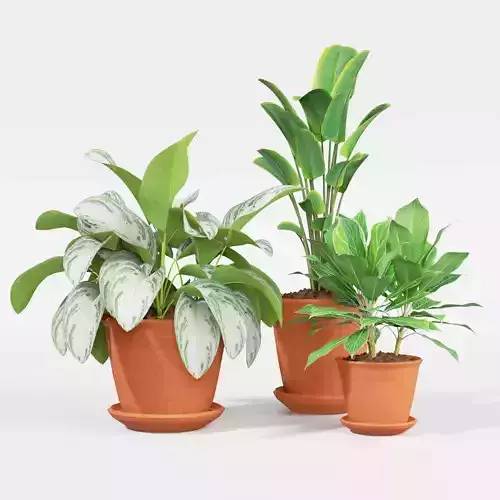 Indoor plant collection 31