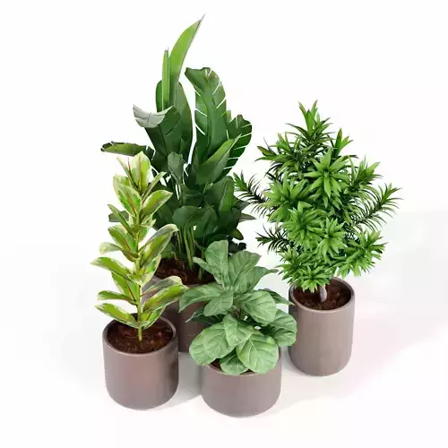 Indoor plant collection 32