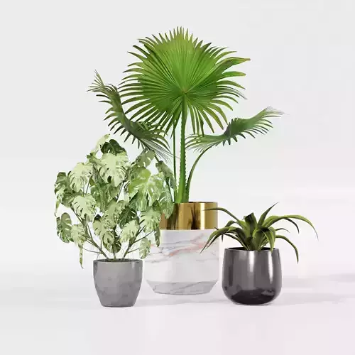 Indoor plant collection 33