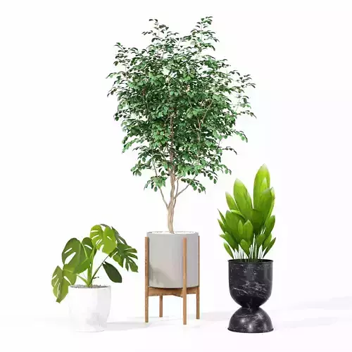 Indoor plant collection 34