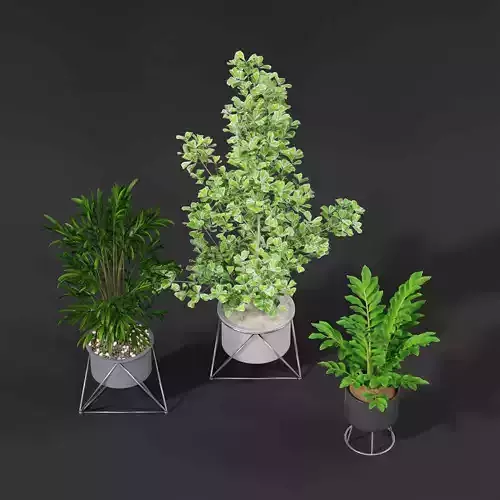 Indoor plant collection 36