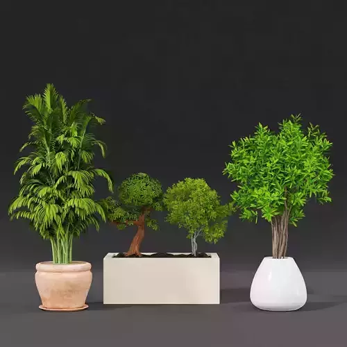 Indoor plant collection 38