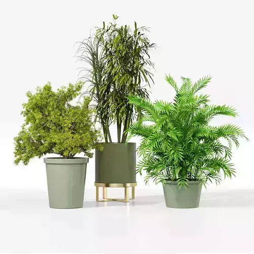 Indoor plant collection 39