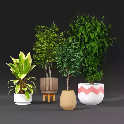 Indoor plant collection 41