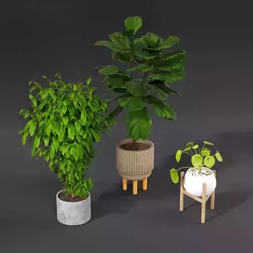 Indoor plant collection 42
