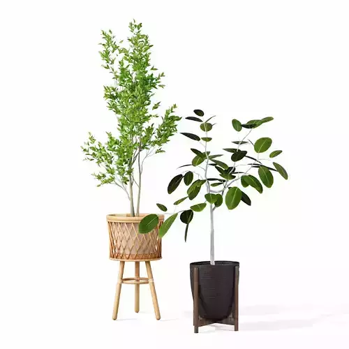 Indoor plant collection 43