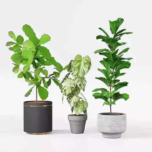 Indoor plant collection 44