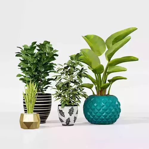 Indoor plant collection 45