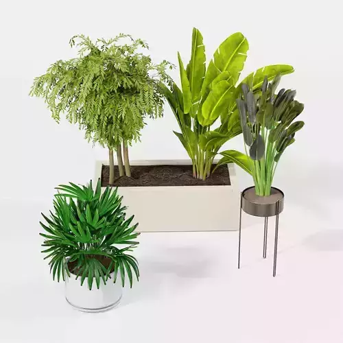 Indoor plant collection 47