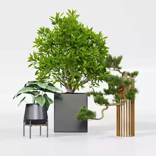 Indoor plant collection 49
