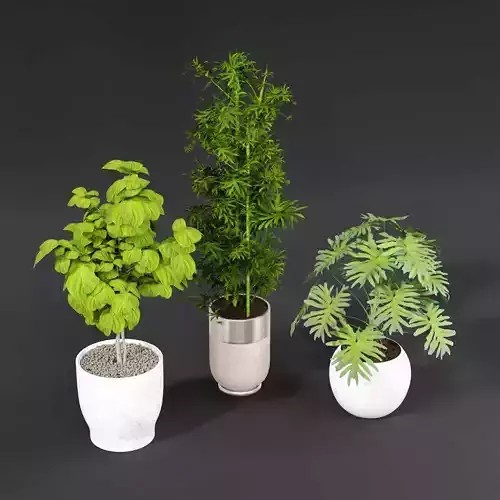 Indoor plant collection 50