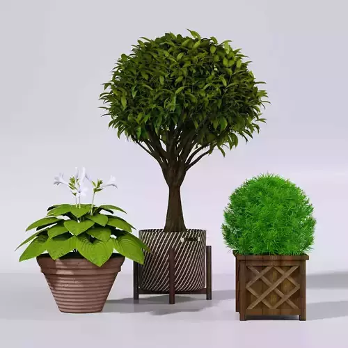 Outdoor Plant with flower plant