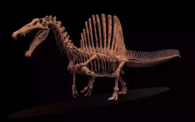 SPINOSAURUS SKELETON V2