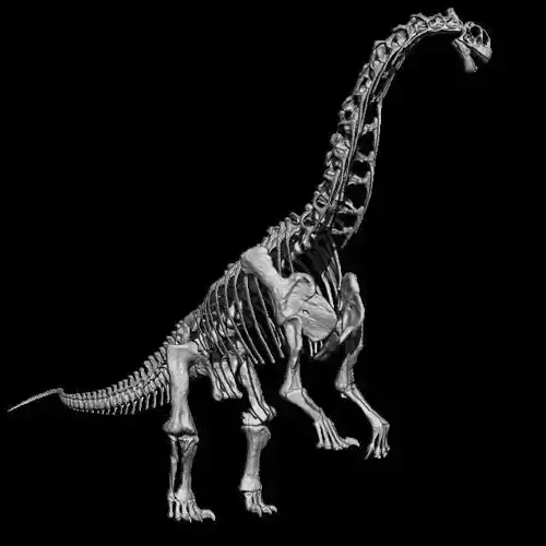 CAMARASAURUS SKELETON POSE 2