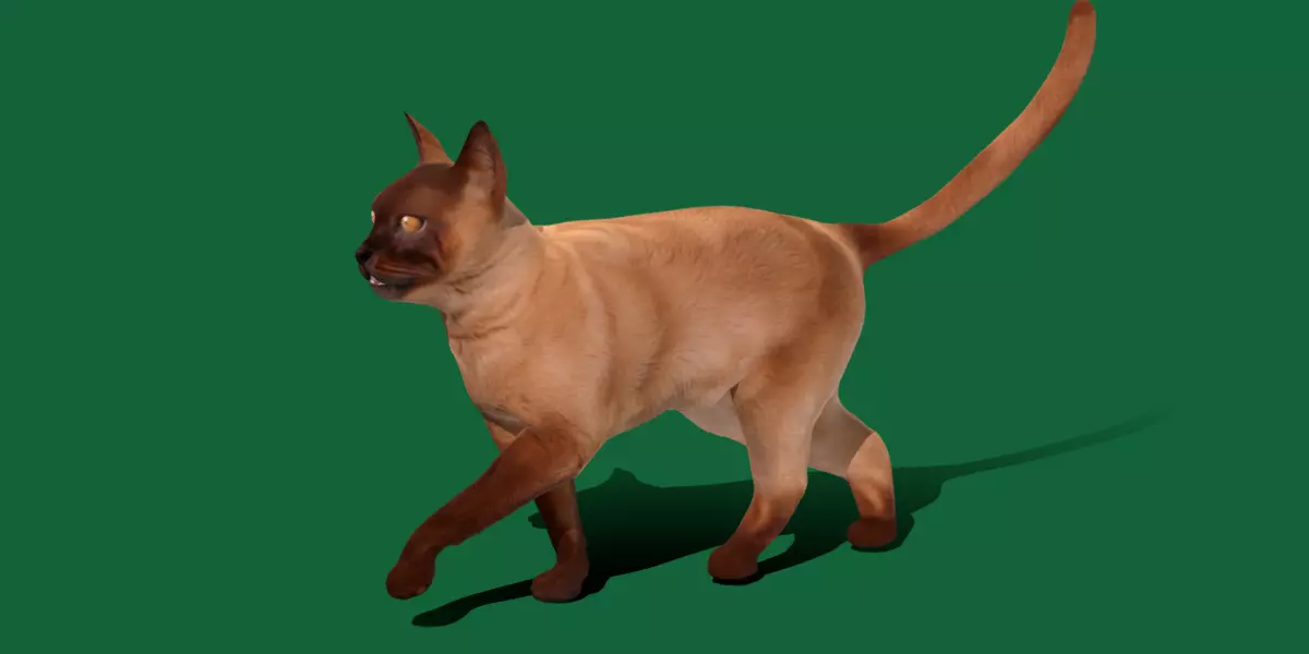 Burmese Domestic Cat Free 3D model_2