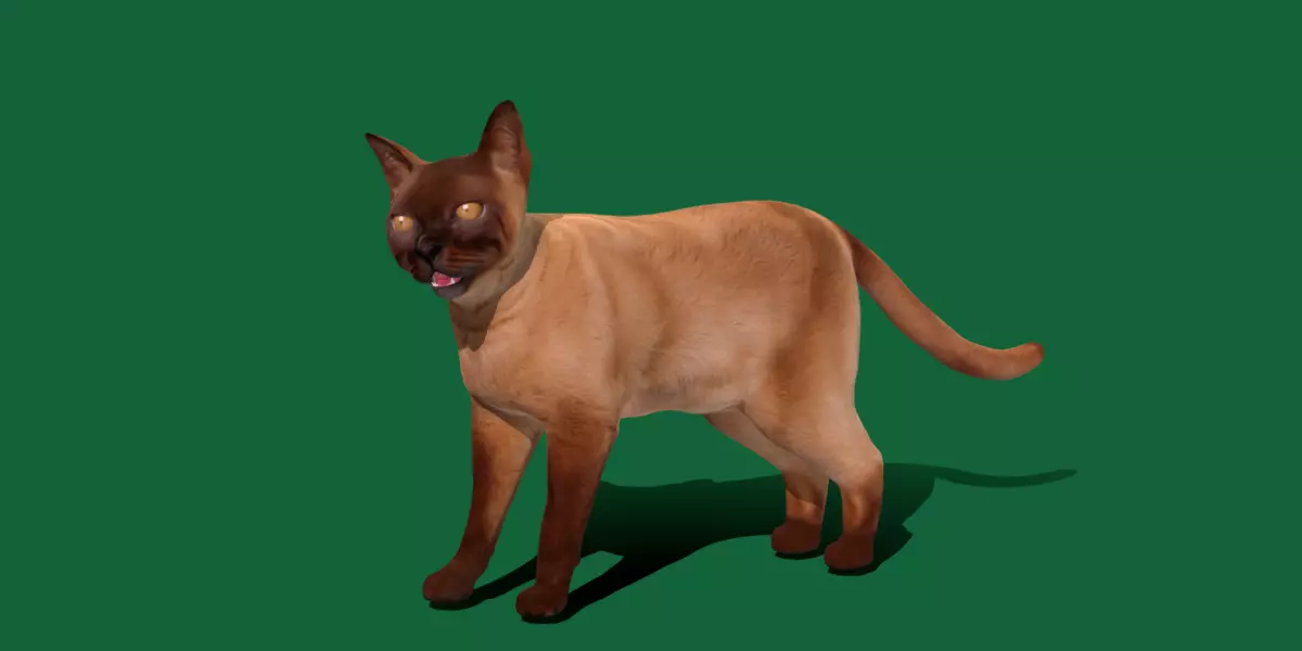 Burmese Domestic Cat Free 3D model_1