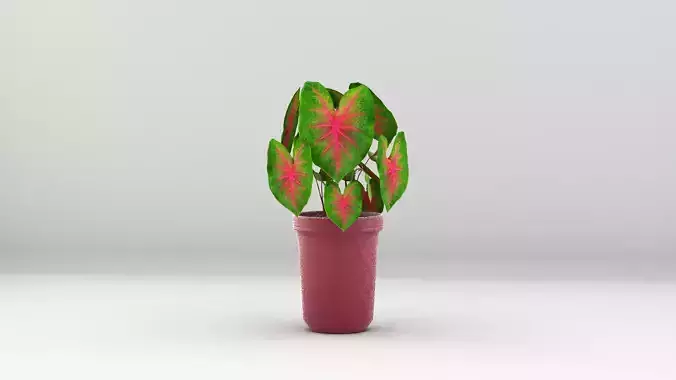 Plant Caladium Biocolor 3D Model