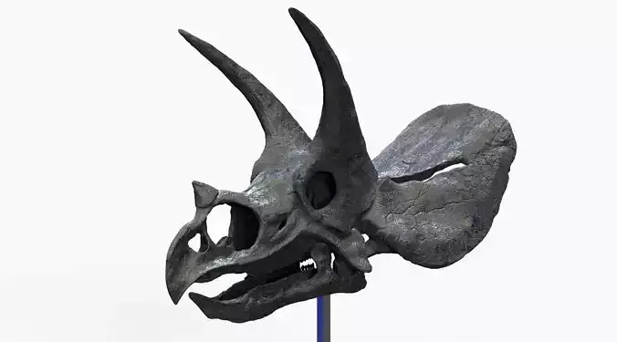 TRICERATOPS SKULL REAL SIZE