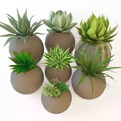 Prickle aloe vera plant in ball Low-poly 3D model