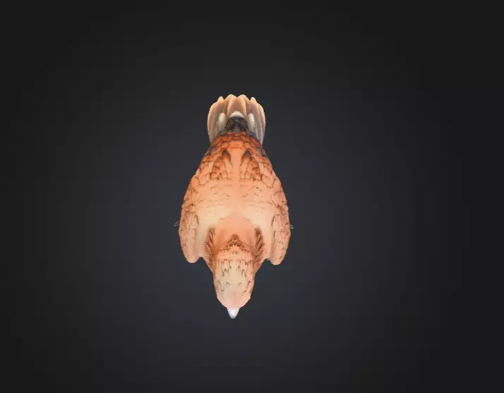 Majestic Hawk Low-poly 3D model_16