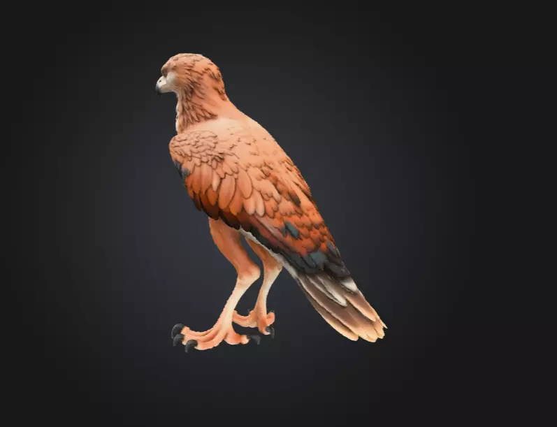 Majestic Hawk Low-poly 3D model_7