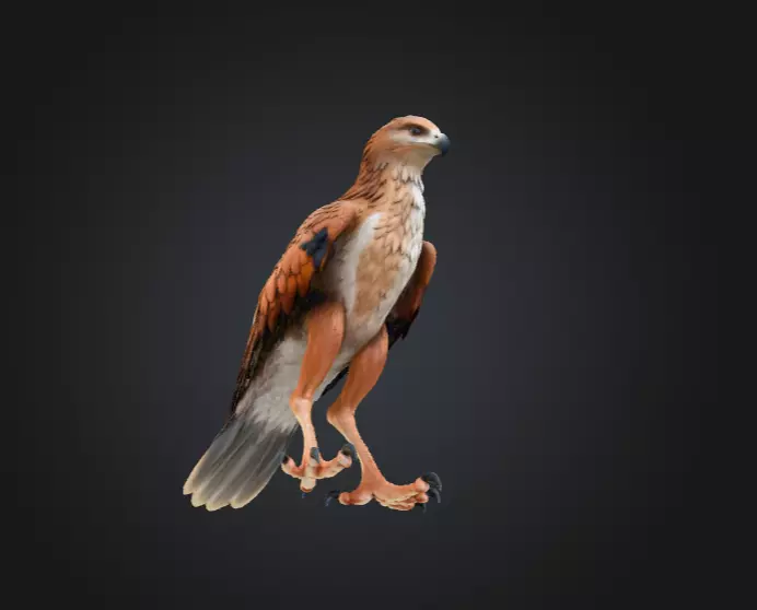 Majestic Hawk Low-poly 3D model_14