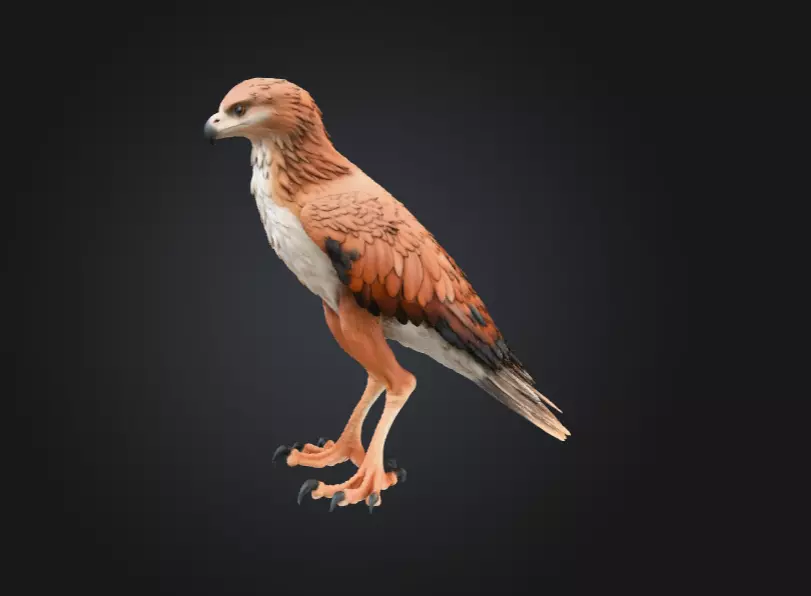 Majestic Hawk Low-poly 3D model_8