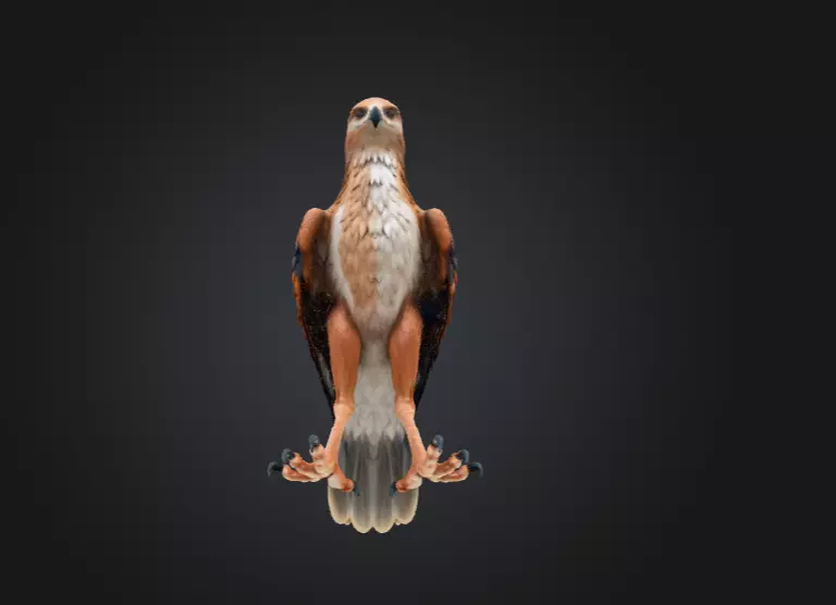 Majestic Hawk Low-poly 3D model_13